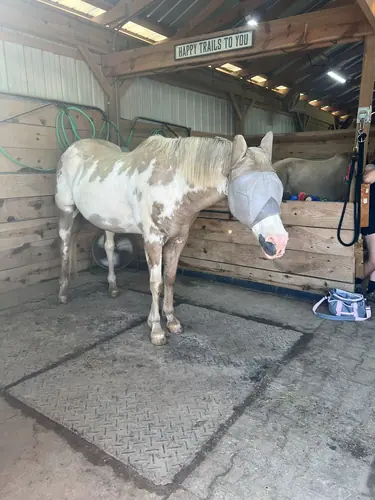 Feel Fridays at Horses and Hope, Fridays of camp weeks, photo 1