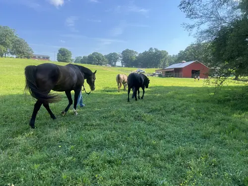 Feel Fridays at Horses and Hope, Fridays of camp weeks, photo 6