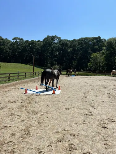 Feel Fridays at Horses and Hope, Fridays of camp weeks, photo 40