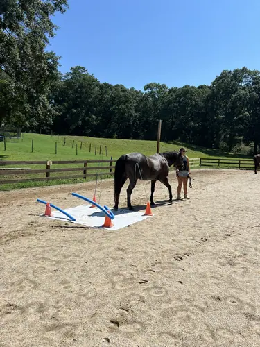 Feel Fridays at Horses and Hope, Fridays of camp weeks, photo 41