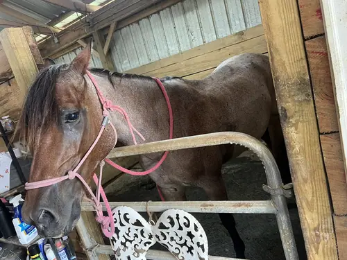 Devotion Camp at Horses and Hope, July 23, photo 20