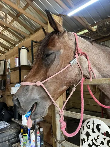 Devotion Camp at Horses and Hope, July 23, photo 21