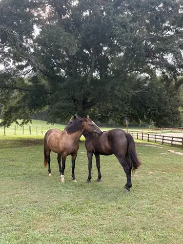 Advanced Camp at Horses and Hope, July 27 to 29, photo 1