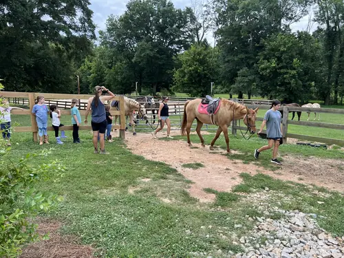 Beginner 1-Day Camp at Horses and Hope, June 18, photo 37
