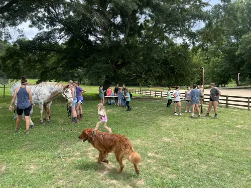 Beginner 1-Day Camp at Horses and Hope, June 18, photo 49
