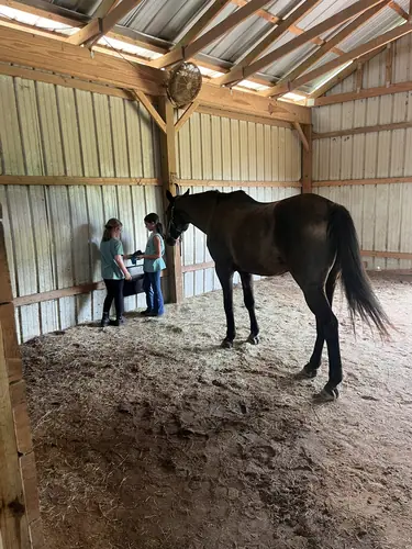 Beginner 1-Day Camp at Horses and Hope, June 18, photo 72