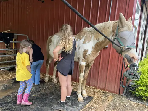 Beginner Camp at Horses and Hope, June 22 to 24, photo 31