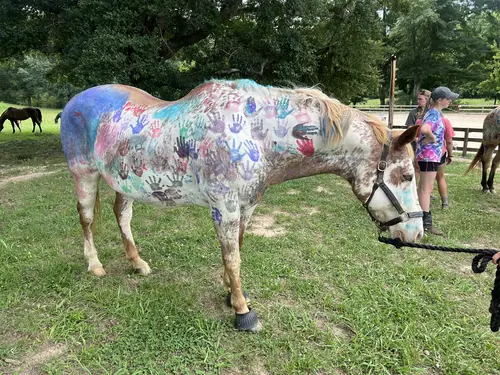 Beginner Camp at Horses and Hope, June 22 to 24, photo 50
