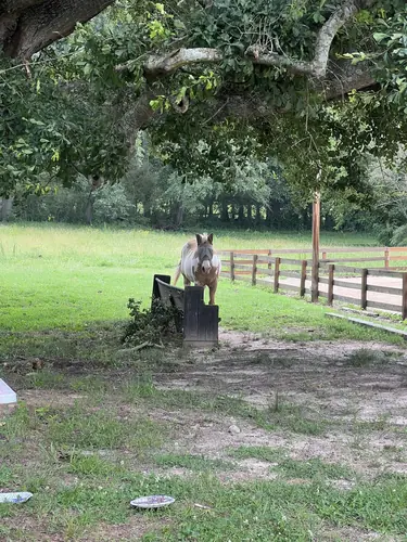 Beginner Camp at Horses and Hope, June 22 to 24, photo 51