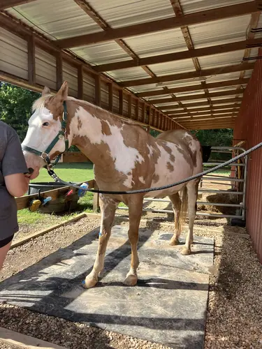 Beginner Camp at Horses and Hope, June 22 to 24, photo 105