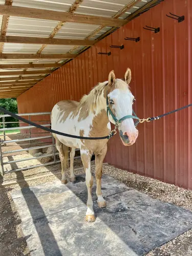 Beginner Camp at Horses and Hope, June 22 to 24, photo 138