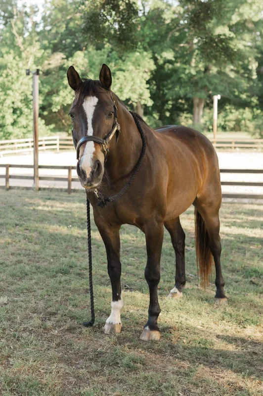 Big Mags — a horse at Horses and Hope in Talmo, Georgia