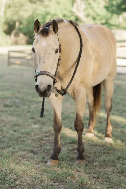 Bomber — a horse at Horses and Hope in Talmo, Georgia