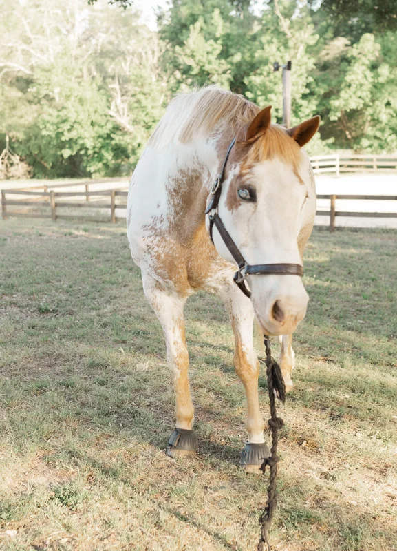 Durango — a horse at Horses and Hope in Talmo, Georgia