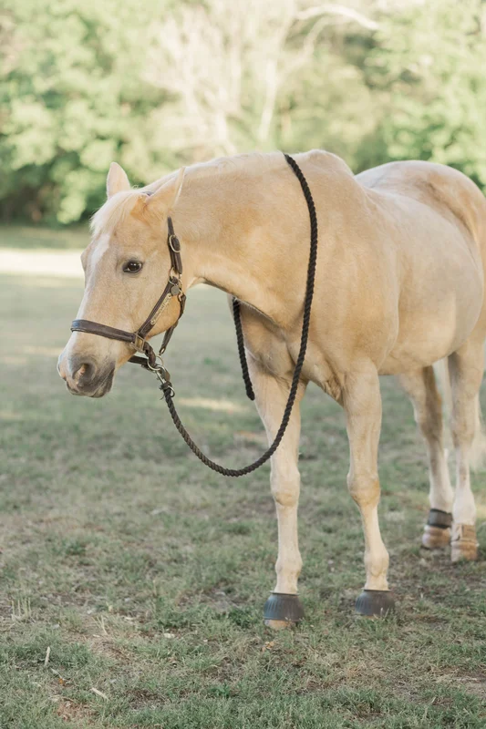 Highway — a horse at Horses and Hope in Talmo, Georgia