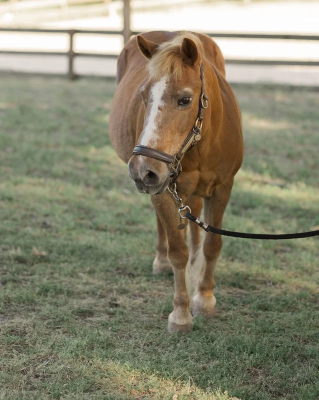 Lil Mags — legacy horse at Horses and Hope