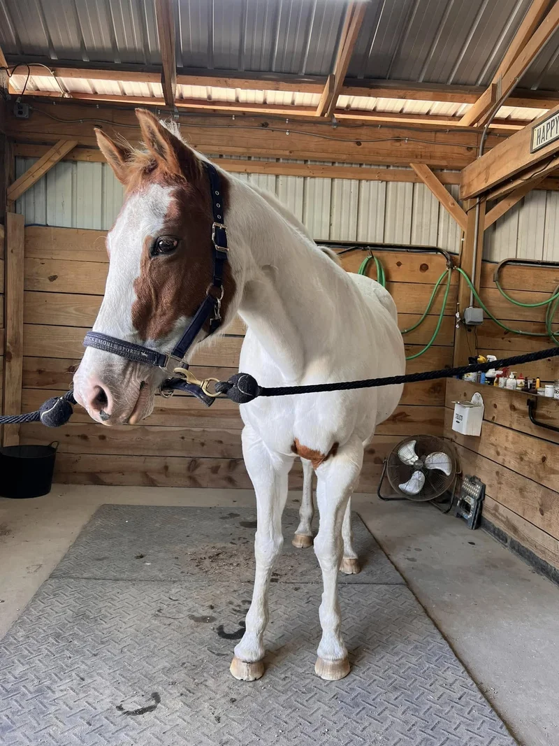 Lily — horse at Horses and Hope