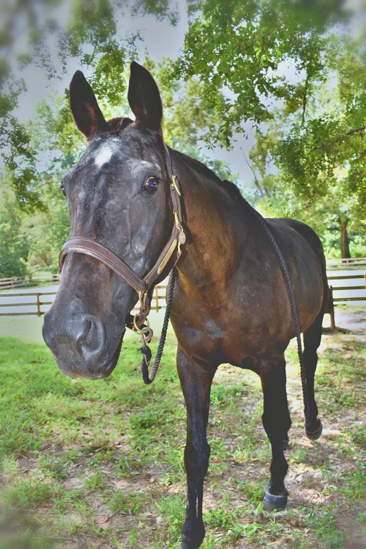 Link — a horse at Horses and Hope in Talmo, Georgia