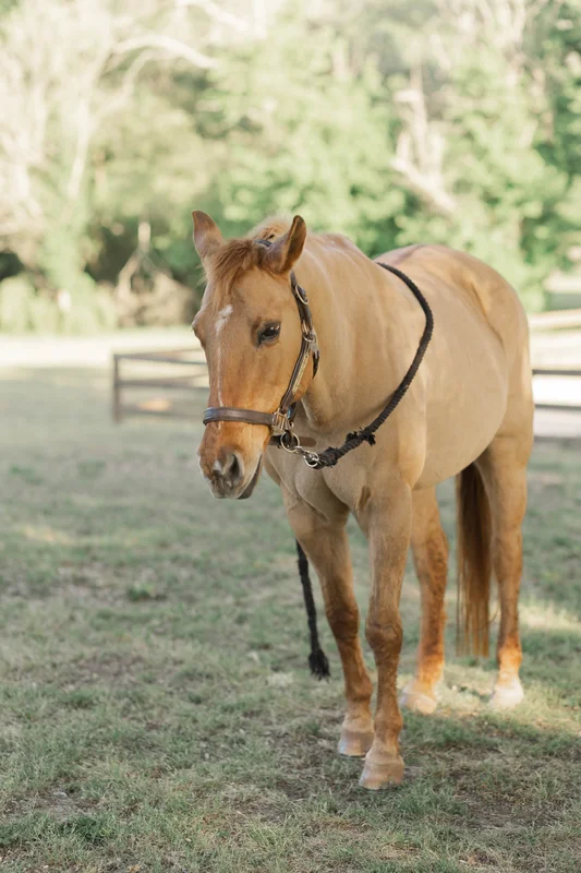 Lovebug — a horse at Horses and Hope in Talmo, Georgia