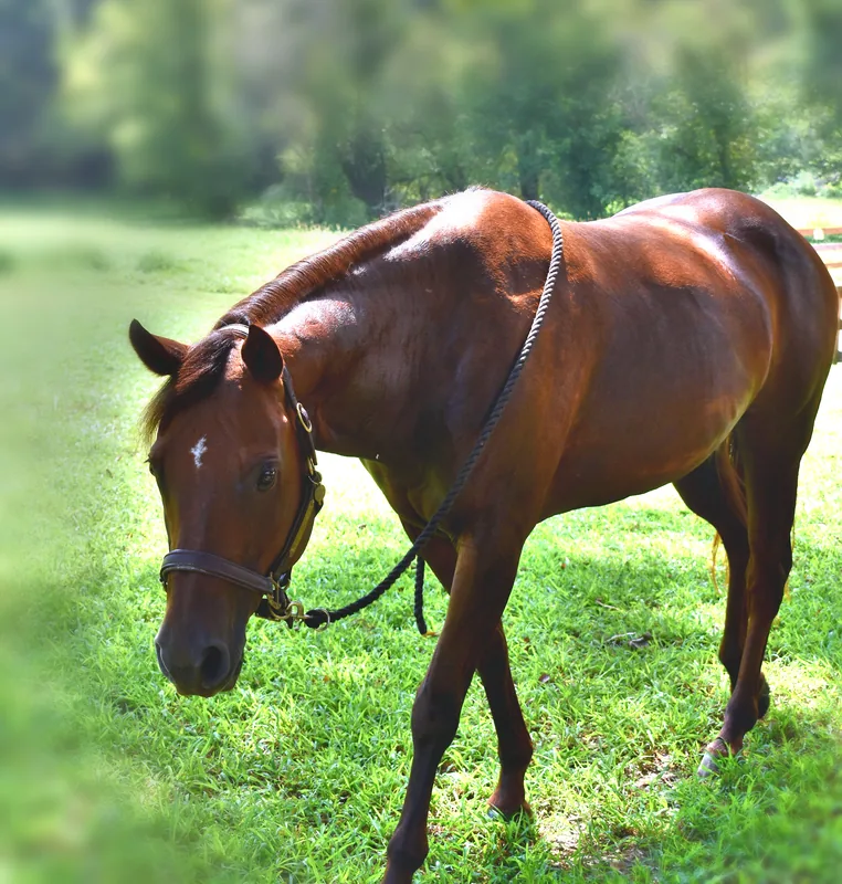 Maggie (M&M) — a horse at Horses and Hope in Talmo, Georgia