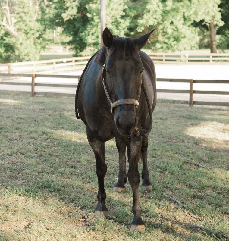 Poco — a horse at Horses and Hope in Talmo, Georgia