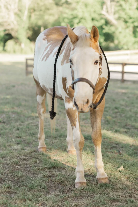 Tuff — a horse at Horses and Hope in Talmo, Georgia